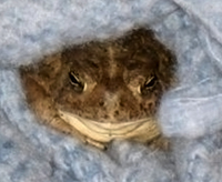 Toad